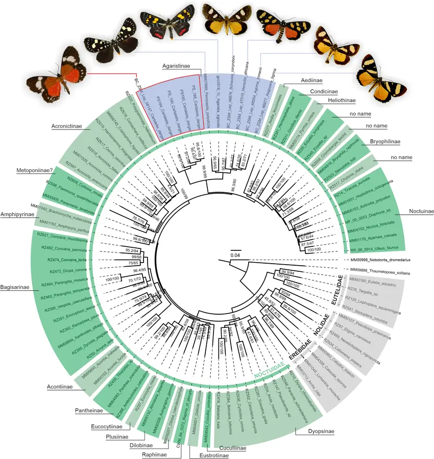 Morphological Ambiguity and Cryptic Diversity Many species cannot be reliably distinguished using morphology alone due to: High phenotypic similarity between species Intraspecific variation across life stages Convergent evolution Degraded or partial specimens