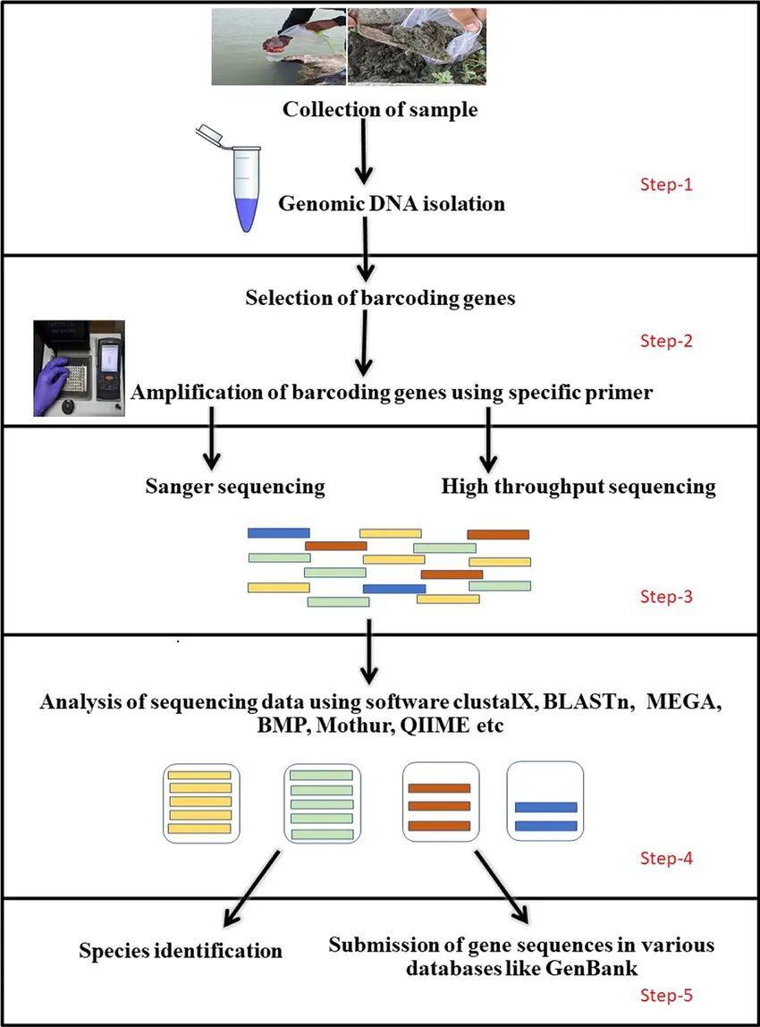 DNA Barcoding and Molecular Identification DNA barcoding uses short, standardized gene regions to identify species by comparison with reference databases. Common markers include: COI for animals ITS for fungi rbcL and matK for plants 16S rRNA for bacteria and archaea
