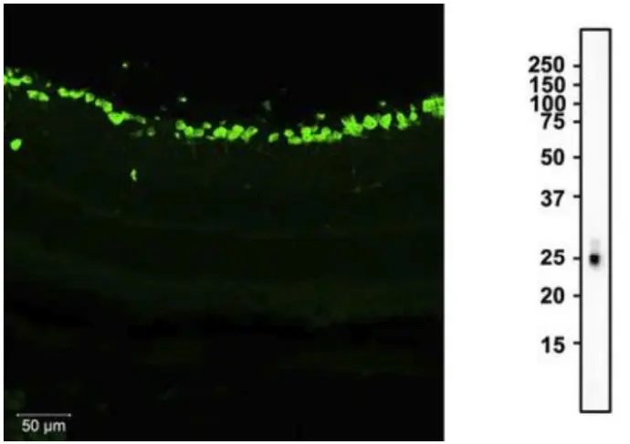 Recombinant Guinea Pig RBPMS Antibody