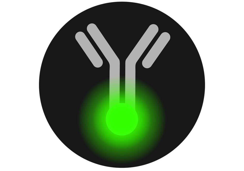 Reelin  (anti-RL) Monoclonal Antibody 