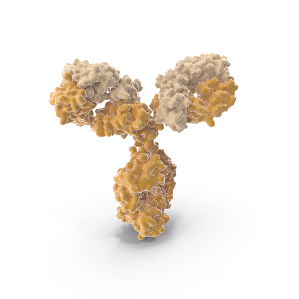 Actin Beta  (anti-ACTb) Monoclonal Antibody 