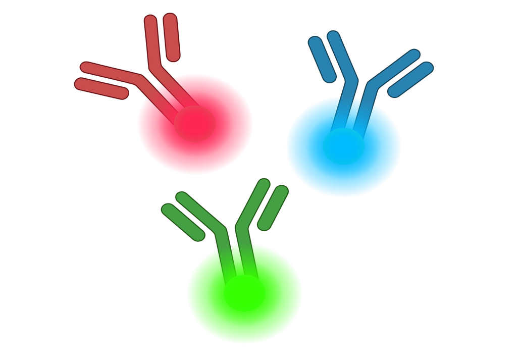 ALDH1A1 Antibody