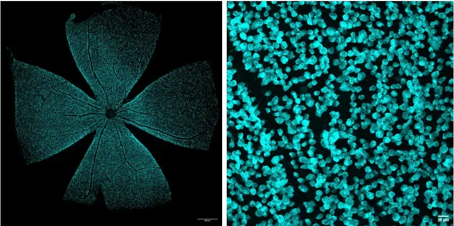 Recombinant Guinea Pig RBPMS Antibody