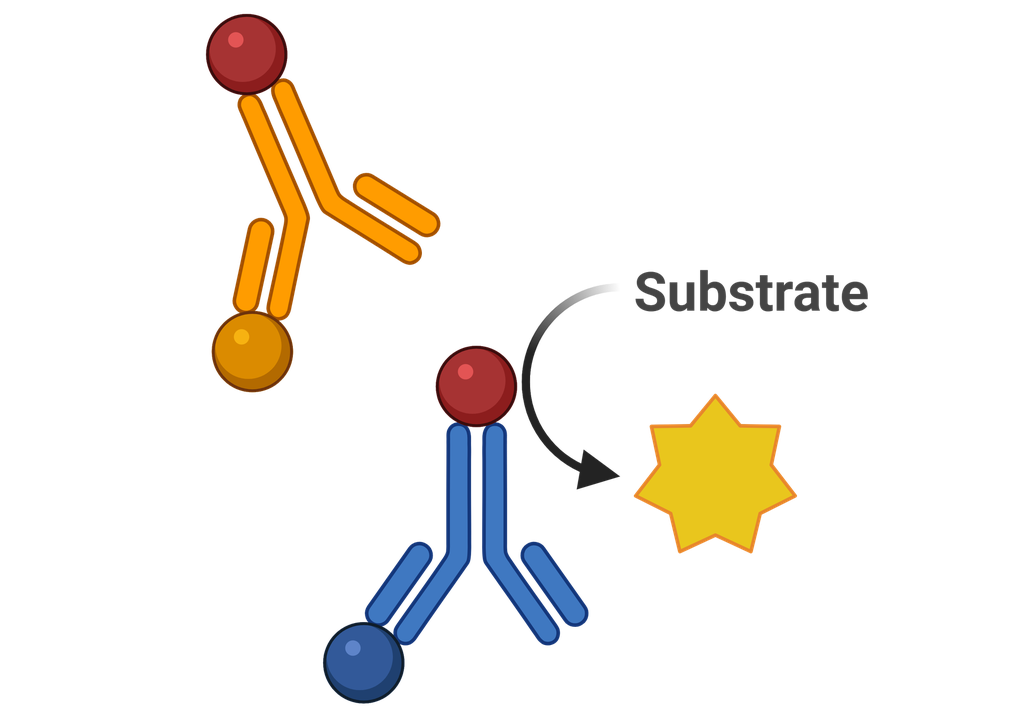 Tryptase  (anti-TPS) Monoclonal Antibody 