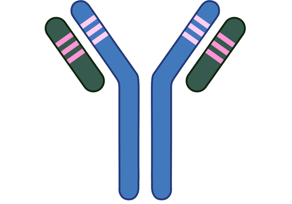 Polyclonal Antibody to Furin  (anti-FUR)