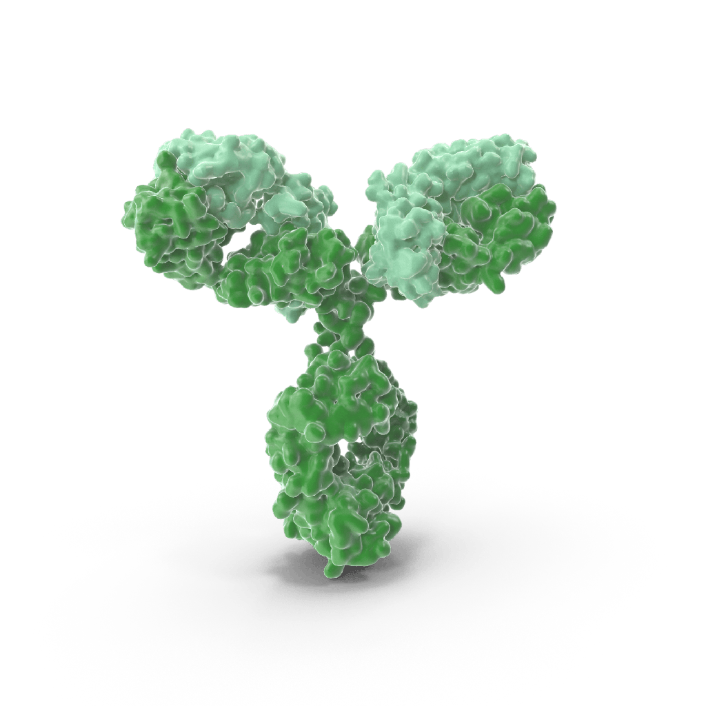 Actin Gamma 1  (anti-ACTg1) Polyclonal Antibody 