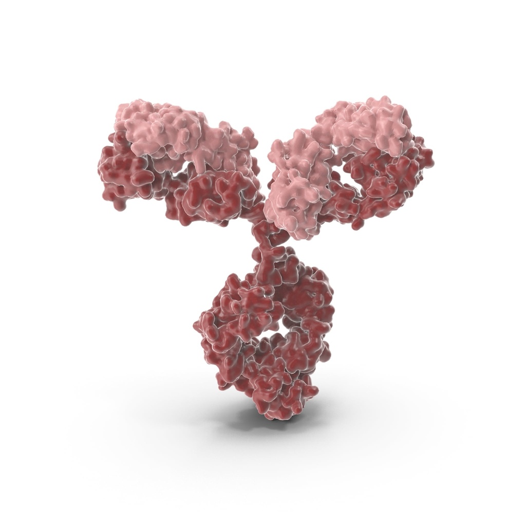 Adenosine Kinase  (anti-ADK) Polyclonal Antibody 