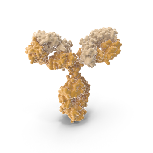 [PAB947Ra01-10ml-FITC] Acrosin  (anti-ACR) Polyclonal Antibody 