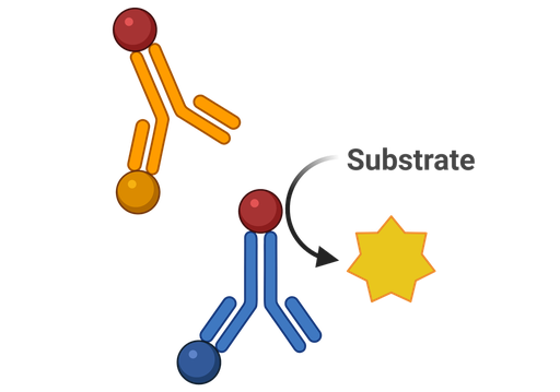 [HY-P80648] EGFR Antibody (YA775)