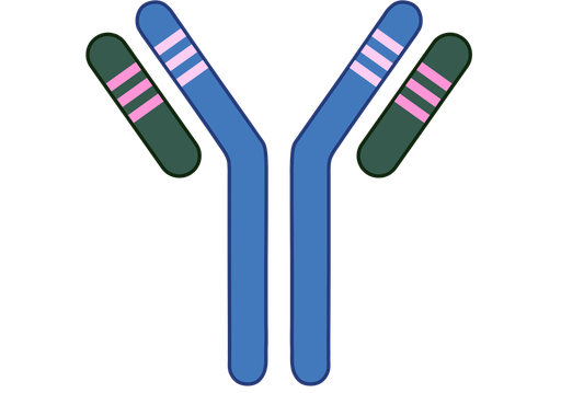 [HY-P80658] HER2 Antibody (YA771)