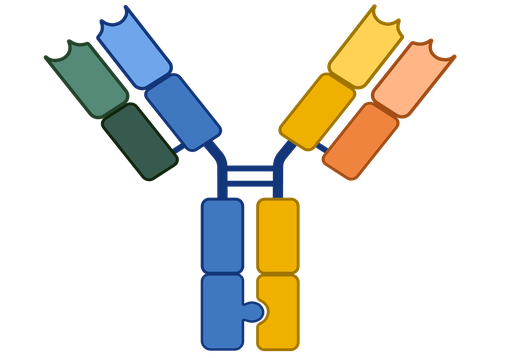 [MAA913Ge21-02] Monoclonal Antibody to Vitamin C  (anti-VC)