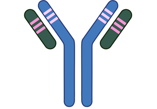 [PAB164Hu01-01] Polyclonal Antibody to Dynamin 2  (anti-DNM2)