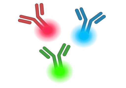 [MAC284Ra24-03] Monoclonal Antibody to Afamin  (anti-AFM)