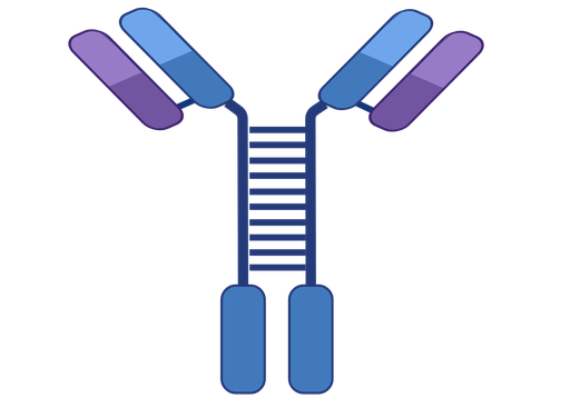 [CAA285Hu22-100ul] Histone H3  (anti-H3) Monoclonal Antibody 