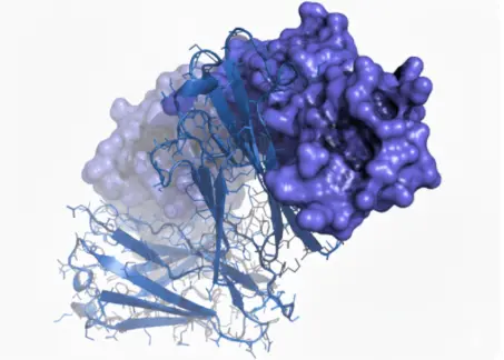 [MAA084Ra21-200ul-FITC] Leptin  (anti-LEP) Monoclonal Antibody 