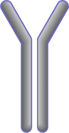 [RAB966Hu21-02] Recombinant Antibody to Syndecan 1  (anti-SDC1)